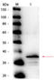 Carboxypeptidase B1 antibody, R1071HRP-S, Origene, Western Blot image 