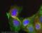 Frizzled Class Receptor 7 antibody, ab64636, Abcam, Immunofluorescence image 
