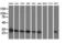 Sepiapterin Reductase antibody, GTX83575, GeneTex, Western Blot image 