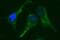 NADPH Dependent Diflavin Oxidoreductase 1 antibody, MA5-26166, Invitrogen Antibodies, Immunocytochemistry image 