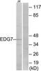 Lpa3 antibody, TA315256, Origene, Western Blot image 