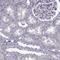 Protein FAM60A antibody, HPA057585, Atlas Antibodies, Immunohistochemistry frozen image 