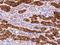 Helix-loop-helix protein 2 antibody, 205030-T08, Sino Biological, Immunohistochemistry frozen image 