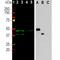 Aurora A antibody, NBP2-50043, Novus Biologicals, Western Blot image 