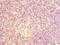 Cholinergic Receptor Nicotinic Alpha 10 Subunit antibody, LS-C675528, Lifespan Biosciences, Immunohistochemistry paraffin image 
