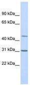 TEA Domain Transcription Factor 3 antibody, TA334736, Origene, Western Blot image 