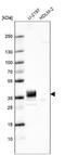 Phospholipid Phosphatase 3 antibody, NBP2-57350, Novus Biologicals, Western Blot image 