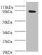 ARHGEF7 antibody, orb240340, Biorbyt, Western Blot image 