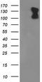 Phosphodiesterase 2A antibody, CF502321, Origene, Western Blot image 