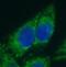 Microtubule Associated Monooxygenase, Calponin And LIM Domain Containing 1 antibody, FNab05177, FineTest, Immunofluorescence image 