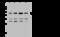 Elongation factor 1-alpha 2 antibody, 202563-T46, Sino Biological, Western Blot image 