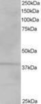 VPS26, Retromer Complex Component A antibody, MBS420801, MyBioSource, Western Blot image 