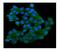 Sequestosome 1 antibody, M00300-1, Boster Biological Technology, Immunofluorescence image 