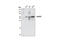 Cell Division Cycle 25C antibody, 4688P, Cell Signaling Technology, Western Blot image 