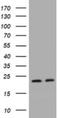 KRAS Proto-Oncogene, GTPase antibody, NBP2-45536, Novus Biologicals, Western Blot image 