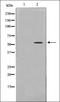 Thioredoxin Reductase 1 antibody, orb337198, Biorbyt, Western Blot image 