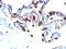 Keratin 8 antibody, MBS438860, MyBioSource, Immunohistochemistry frozen image 