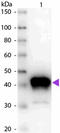 Pepsinogen A antibody, R1106PS, Origene, Western Blot image 