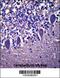 Leucine Rich Repeat Containing 8 VRAC Subunit B antibody, 57-393, ProSci, Immunohistochemistry frozen image 