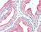 pp60c-src antibody, ADI-905-678-100, Enzo Life Sciences, Immunohistochemistry frozen image 