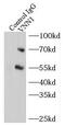Pantetheinase antibody, FNab09421, FineTest, Immunoprecipitation image 