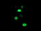 Proteasome Subunit Beta 7 antibody, LS-C337653, Lifespan Biosciences, Immunofluorescence image 