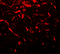 Fragile X mental retardation 1 protein antibody, 7707, ProSci, Immunofluorescence image 