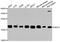 p18 antibody, LS-B14878, Lifespan Biosciences, Western Blot image 