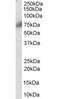 Fibroblast Growth Factor Receptor 1 antibody, orb18979, Biorbyt, Western Blot image 