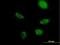 Zinc Finger Protein 483 antibody, H00158399-B01P, Novus Biologicals, Immunofluorescence image 