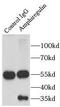 CRDGF antibody, FNab00374, FineTest, Immunoprecipitation image 