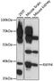Relaxin-3 receptor 2 antibody, 16-357, ProSci, Western Blot image 