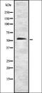 CDC Like Kinase 4 antibody, orb337441, Biorbyt, Western Blot image 