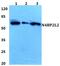 NEDD4 Binding Protein 2 Like 2 antibody, PA5-37013, Invitrogen Antibodies, Western Blot image 