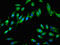 GTP Binding Protein 4 antibody, orb400380, Biorbyt, Immunocytochemistry image 