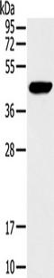 Reca antibody, TA351579, Origene, Western Blot image 