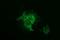 F11 Receptor antibody, NBP2-45560, Novus Biologicals, Immunofluorescence image 