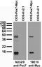 Peroxisomal Biogenesis Factor 7 antibody, 73-256, Antibodies Incorporated, Western Blot image 