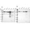 Methylenetetrahydrofolate Dehydrogenase, Cyclohydrolase And Formyltetrahydrofolate Synthetase 1 antibody, NBP1-82611, Novus Biologicals, Western Blot image 