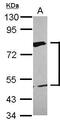 ERCC Excision Repair 2, TFIIH Core Complex Helicase Subunit antibody, PA5-28916, Invitrogen Antibodies, Western Blot image 