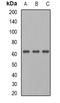 Phosphoglucomutase-1 antibody, orb341030, Biorbyt, Western Blot image 