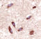 Vasoactive Intestinal Peptide Receptor 2 antibody, MAB5416, R&D Systems, Immunohistochemistry frozen image 