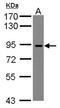 Disintegrin and metalloproteinase domain-containing protein 23 antibody, NBP2-15283, Novus Biologicals, Western Blot image 