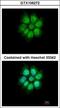 MEFV Innate Immuity Regulator, Pyrin antibody, GTX106272, GeneTex, Immunocytochemistry image 