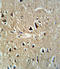 Proprotein Convertase Subtilisin/Kexin Type 2 antibody, LS-C100272, Lifespan Biosciences, Immunohistochemistry frozen image 