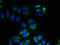 Integral Membrane Protein 2A antibody, LS-C395738, Lifespan Biosciences, Immunofluorescence image 