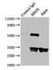 Myo-Inositol Oxygenase antibody, LS-C397513, Lifespan Biosciences, Immunoprecipitation image 