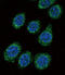 Cytochrome P450 Family 3 Subfamily A Member 5 antibody, A00530-1, Boster Biological Technology, Immunofluorescence image 