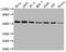 Kruppel Like Factor 4 antibody, CSB-RA194949A0HU, Cusabio, Western Blot image 