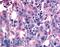 N-Acetylneuraminic Acid Phosphatase antibody, LS-A2987, Lifespan Biosciences, Immunohistochemistry frozen image 